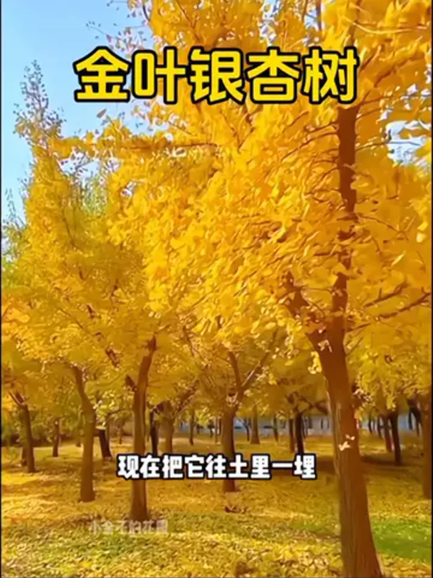 金葉銀杏樹 樹苗與千年古樹，共赴金黃盛宴