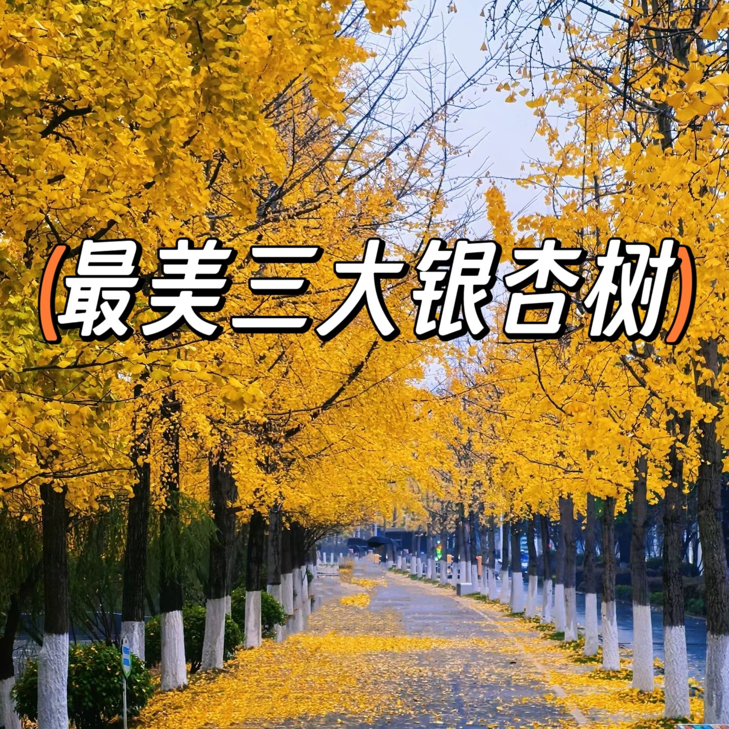 最美的樹，最堅韌的心